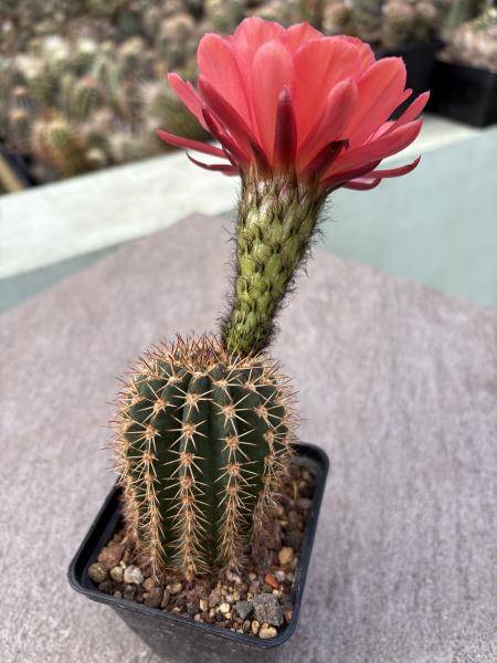 Lobivia Hybr. rot